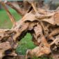 teak root sideboard